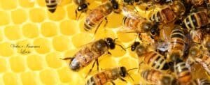 Cera de abejas 100% orgánica beneficios, usos y por qué elegirla con Velas e Insumos León