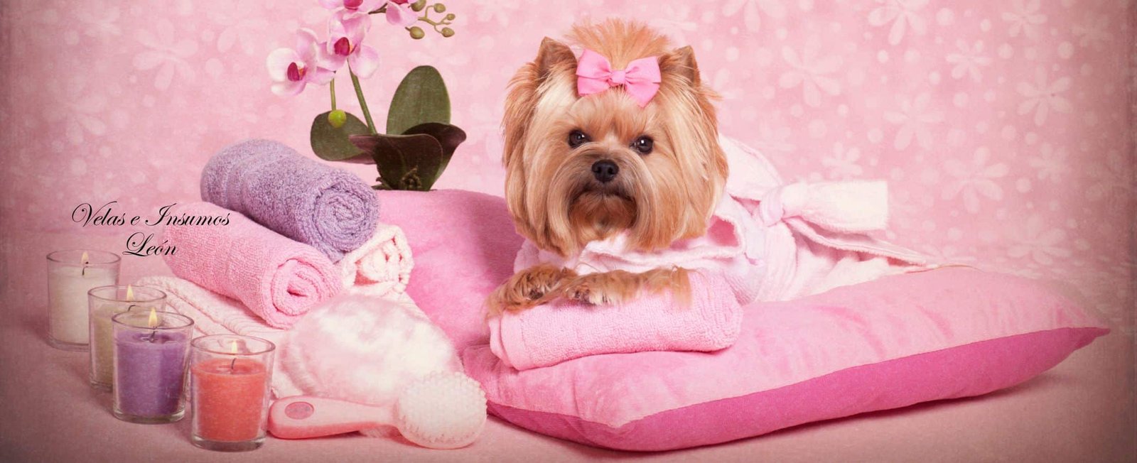 Velas y mascotas qué aromas elegir para un hogar seguro y acogedor - Velas e Insumos León